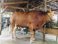 Sapi Asal Konsel Dengan Harga 95 Juta Bakal Dikurbankan Presiden Jokowi di Baubau
