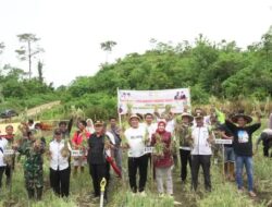 Tekan Inflasi, Pemkab Konut Komitmen Tingkatkan Produksi Pertanian Bawang Merah