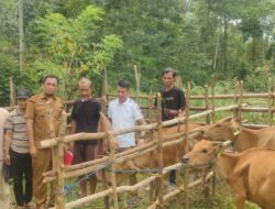 Ketua Komisi III DPRD Konsel, Serahkan Bantuan Bibit Sapi