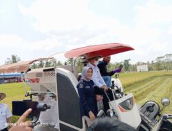 Di Tengah Ancaman El Nino, Pemkab Konawe Selatan Panen Raya Padi Sawah di Kecamatan Buke