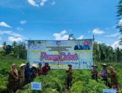 Pemkab Konsel Panen Raya Komoditi Cabai di Wunduwatu, Surunuddin: Bangkitkan Semangat Pertanian Guna Menakan Inflasi