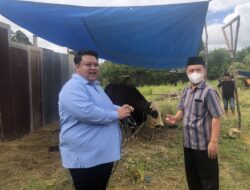 Anggota DPRD Sultra Yudhianto Mahardika Anton Timbang Kurban 13 Sapi